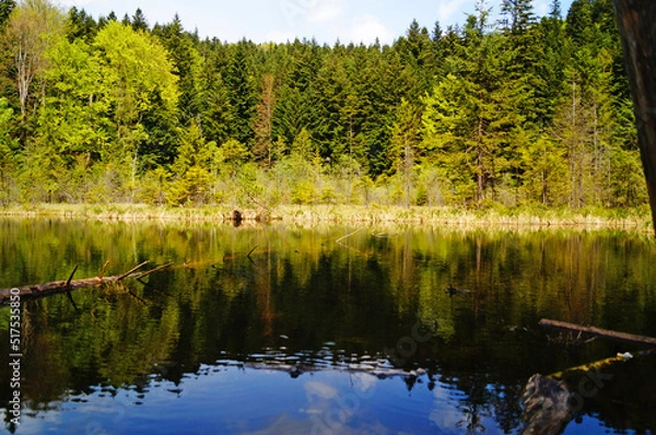 Fototapeta A view of a mountain lake surrounded by tall green trees in the Carpathian mountains on a spring day