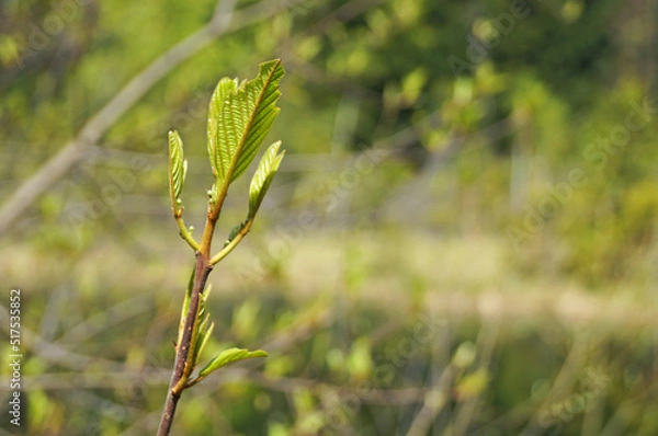 Fototapeta A branch of a young tree with soft green leaves on a tree in a park on a spring day