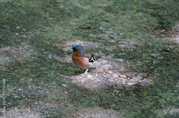 Fototapeta A finch bird with red, brown and blue feathers sits on a stone in a park on a spring day