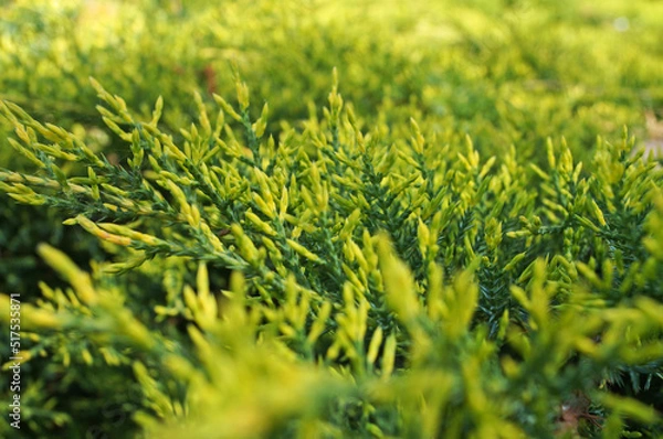 Fototapeta Thuja branch with delicate green needles on a tree on a sunny day