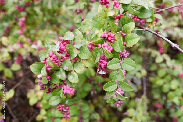 Obraz Symphoricarpos orbiculatus branch close up