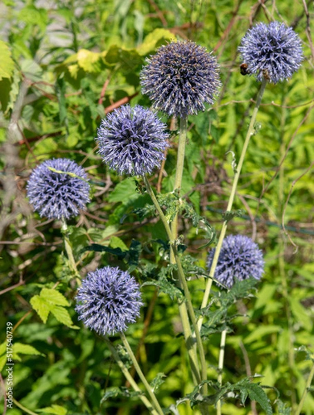 Obraz Echinops flowering in the garden in the summer. Blue spherical flower heads of Globe thistles.
