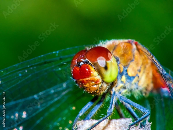 Obraz dragonfly 140