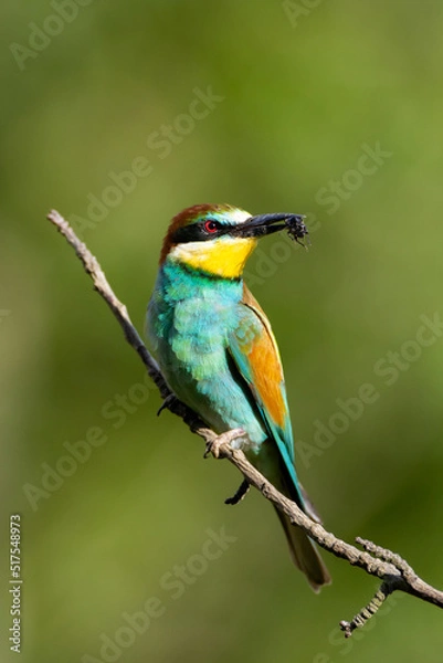 Fototapeta Merops apiaster with caught food on a tree