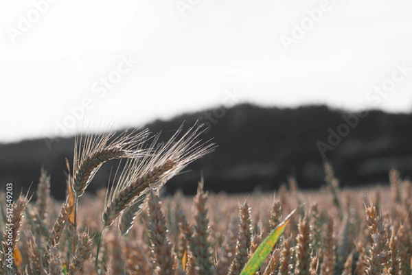 Obraz grass in the wind