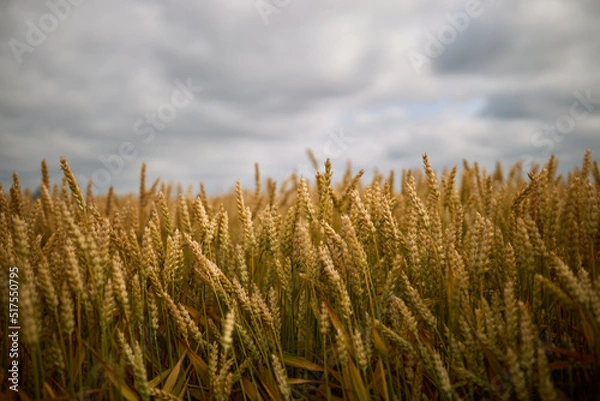 Fototapeta A field of wheat from which bread will be made. High quality photo