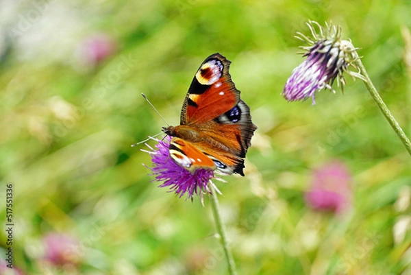 Fototapeta Butterfly on flower in the Bavarian Alps