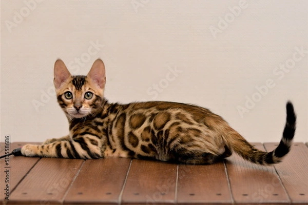 Obraz cat on the table