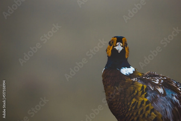 Obraz A surprised look from the basant's portrait.j