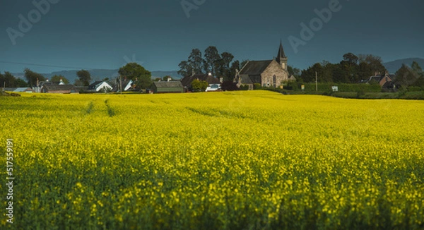 Obraz View of the church and the village from the rape field