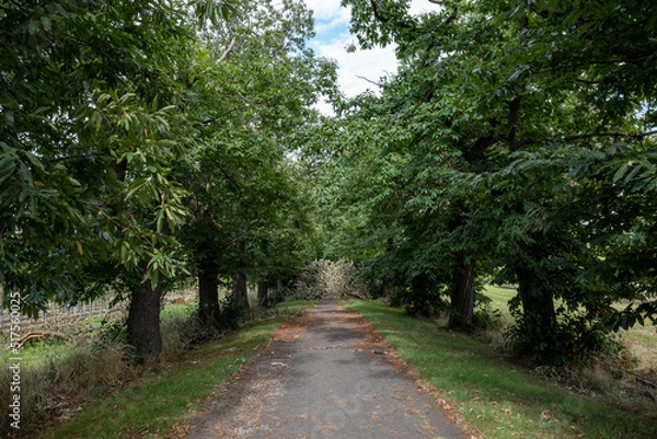 Fototapeta Diminishing perspective view, tree branches and foliage obstruct on the small road in the countryside of Europe after storm.