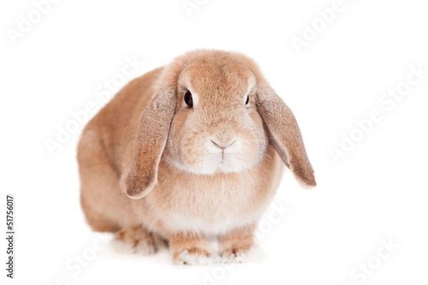 Fototapeta Rabbit Ram breed, red color, isolated on white background.