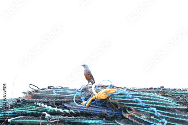 Obraz イソヒヨドリ