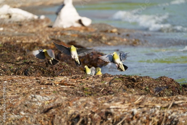Obraz 海水を飲みに来るアオバト