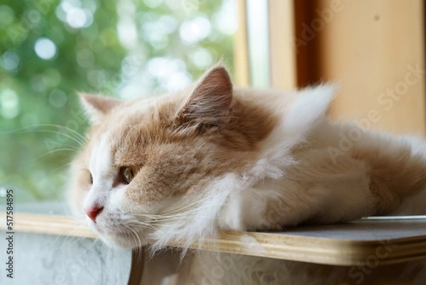 Obraz かわいい猫