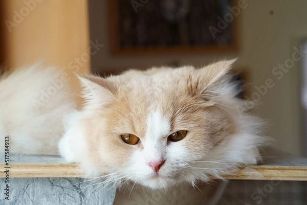 Obraz かわいい猫