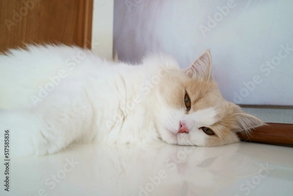 Obraz かわいい猫