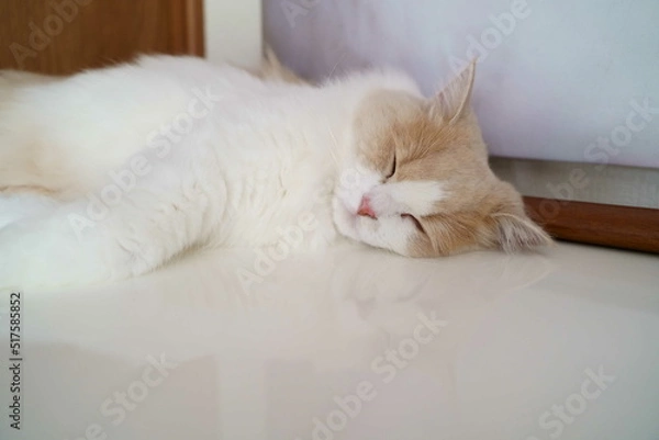 Obraz かわいい猫