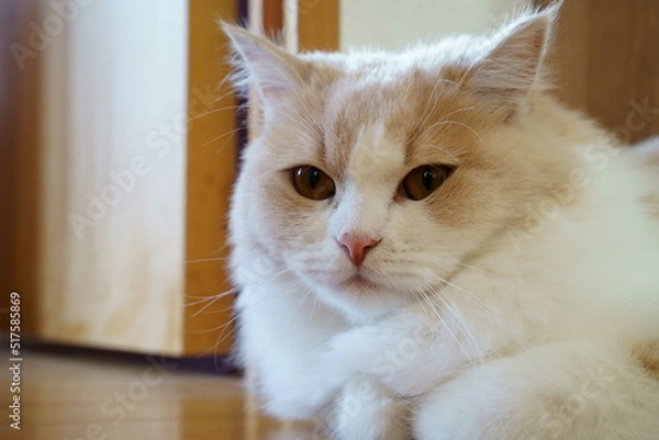 Obraz かわいい猫