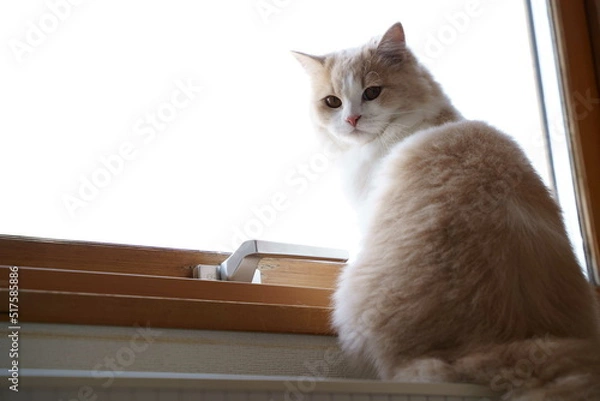 Obraz かわいい猫