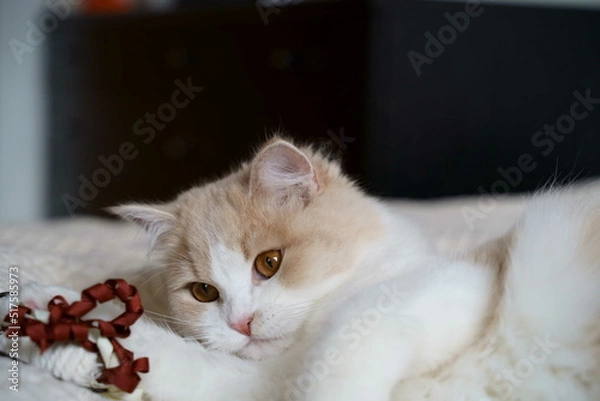 Obraz かわいい猫