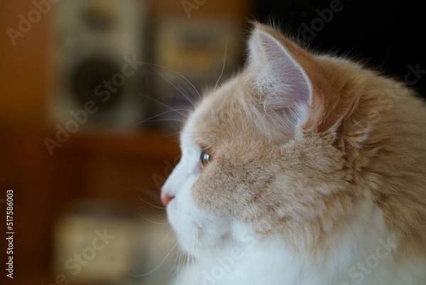 Obraz かわいい猫