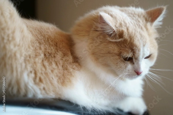 Obraz かわいい猫