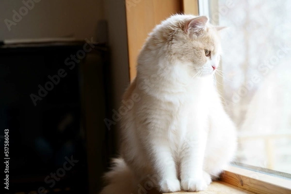 Obraz かわいい猫