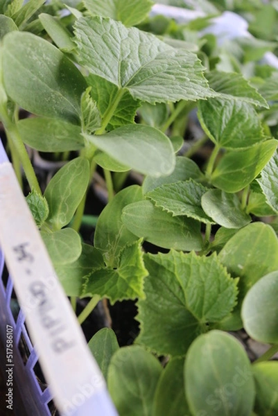 Obraz vegetable seedlings