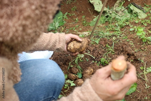 Obraz harvesting potatoes