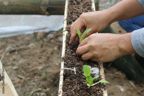 Obraz planting a seedling