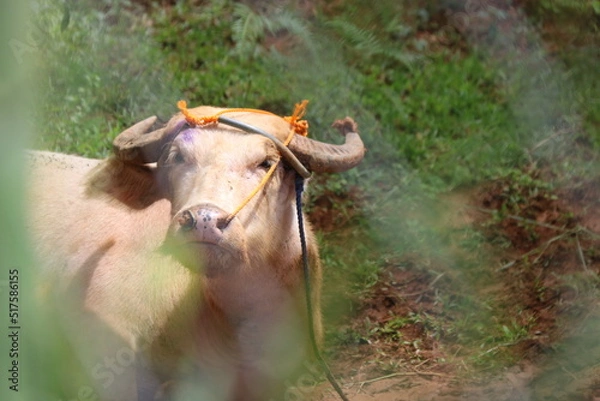 Obraz carabao portrait