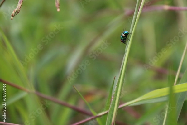 Obraz insect in leaves