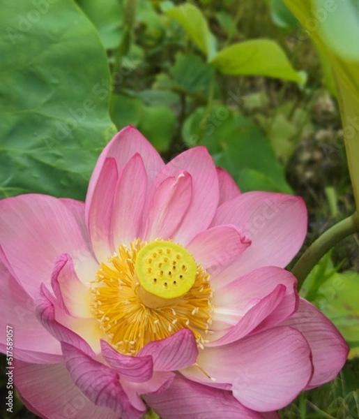 Obraz 綺麗に咲く蓮の花