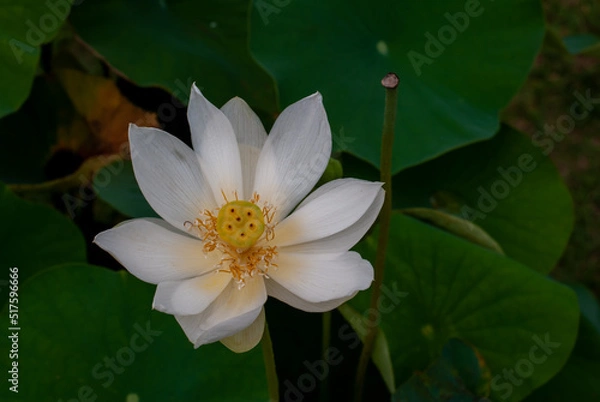 Fototapeta ハスの花、白