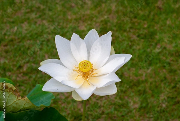 Fototapeta ハスの花、白