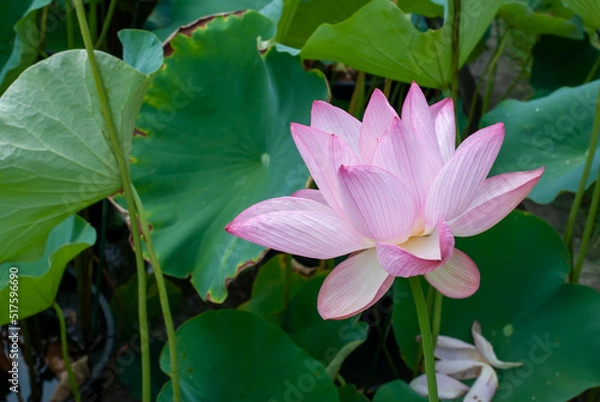 Fototapeta ハスの花、淡い赤