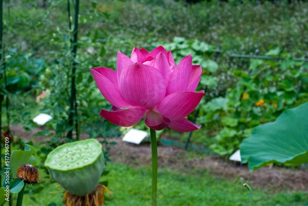 Fototapeta ハスの花、赤