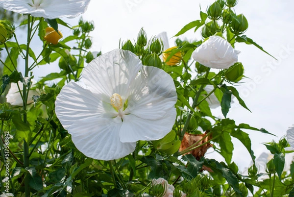 Fototapeta ハイビスカス、白