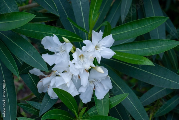 Fototapeta 白い花