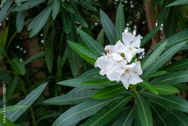 Fototapeta 白い花