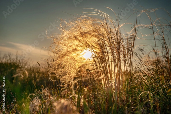 Obraz Sunbeam through dry feather grass