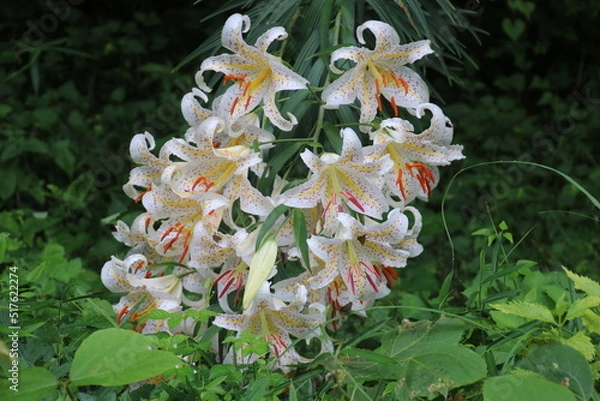 Fototapeta ヤマユリ