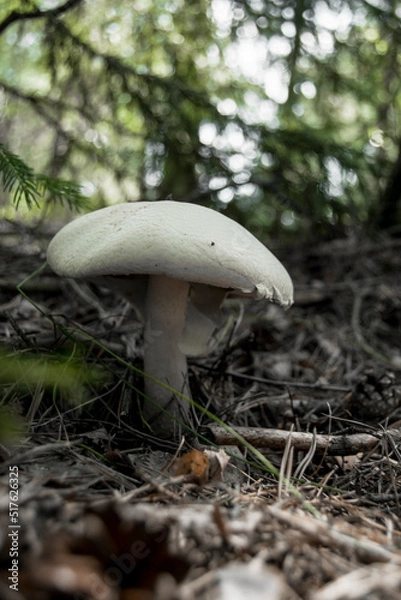 Fototapeta Close-up of a false umbrella mushroom, chlorophyllum molybdite or lepiota with green spores in the forest. soft focus, mystical mushroom for witchcraft, esotericism