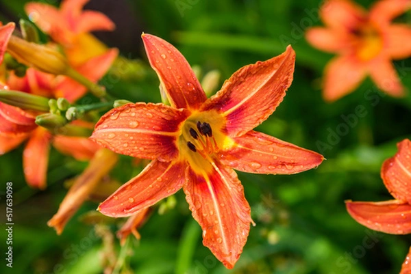 Obraz Beautiful lily after the rain