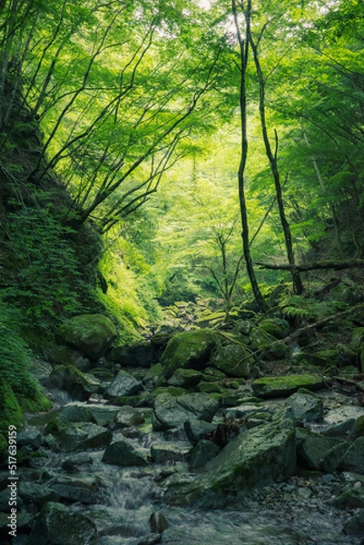 Obraz Fresh green valley