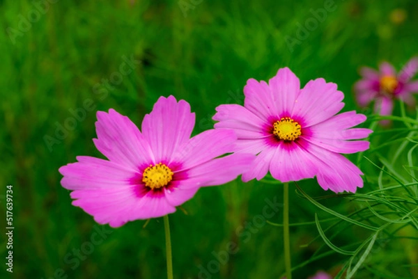 Obraz 夏のコスモス