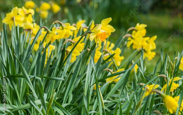 Fototapeta Golden Daffodils