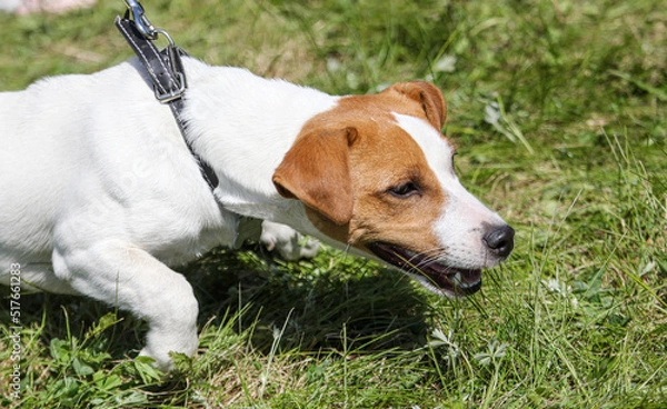 Fototapeta Dog on a leash walks on the green grass