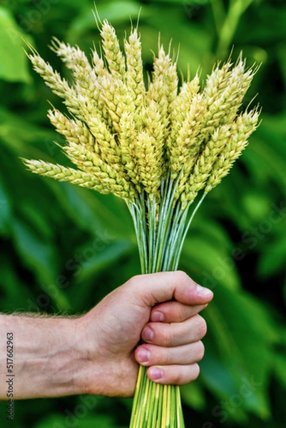 Fototapeta Bunch of ears in hand